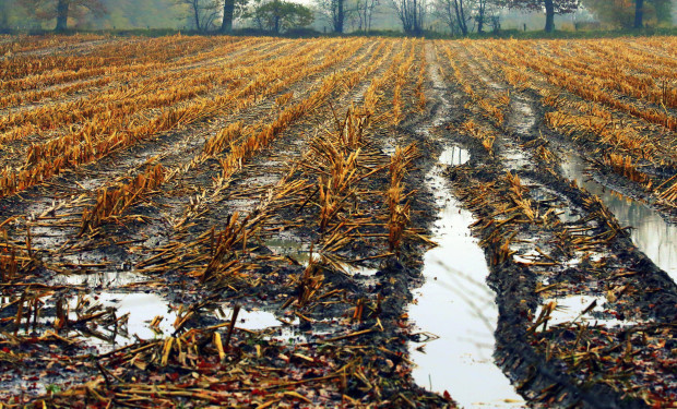 Erhebliche Schäden bei der Ernte zu erwarten