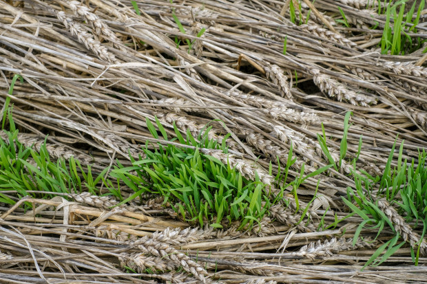 Starke Einbußen bei der Ernte wegen Regen