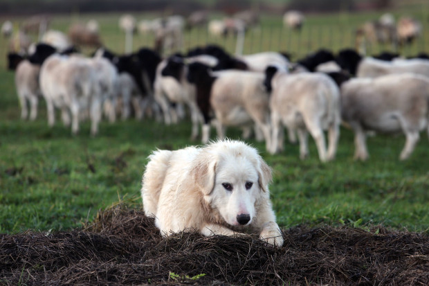 Wölfe mögen sich bitte an Ruhezeiten halten