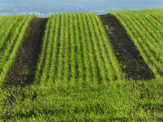 Mindestbodenbedeckung – NRW passt Agrarvorschriften dem Wetter an