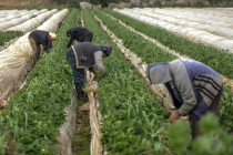 Der Kampf um Glyphosat