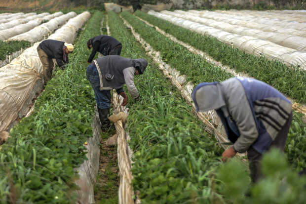 Der Kampf um Glyphosat