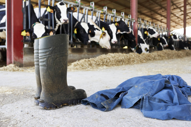 Familienbetriebe vor dem Aus: „Langfristig werden große Agrarbetriebe die Branche prägen“