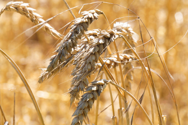 Die grüne Konterrevolution