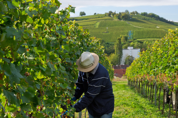 Naturwein – Rückschritt im Gewand des Fortschritts
