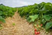Und auf den Feldern verrotten die Ernten
