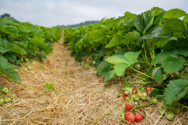 Und auf den Feldern verrotten die Ernten
