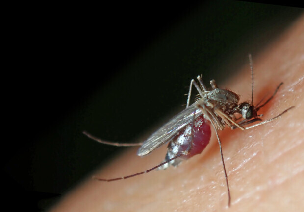 Von Mücken geplagte Fußball-Nationalmannschaft – Vorgeschmack auf „Zurück zur Natur“?