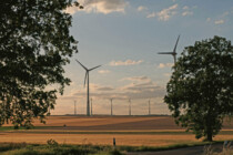 Wenn das Windrad die Wildschweinleber ungenießbar macht