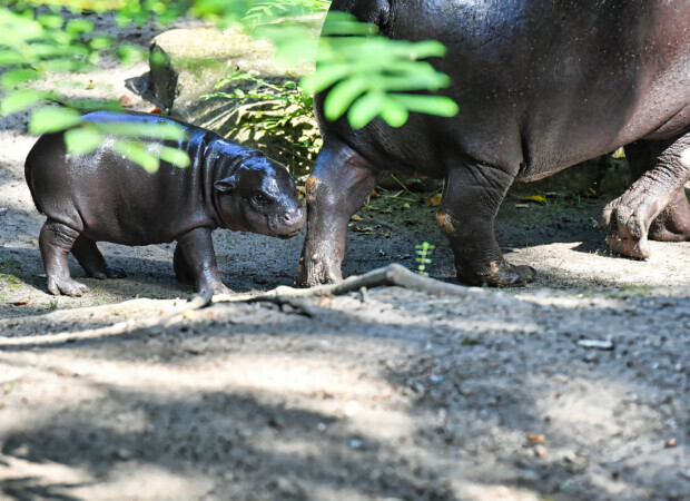 Tierbabys bezaubern Deutschland