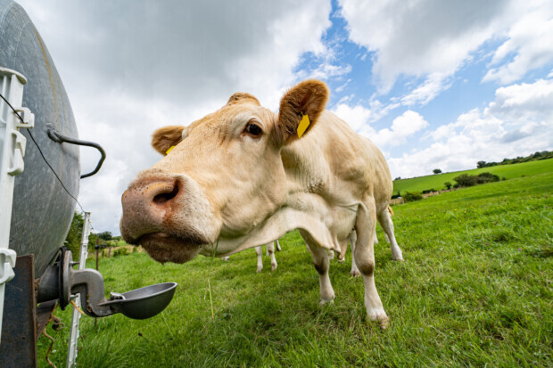 Damit Kühe weniger pupsen: Bill Gates mischt neuen Chemie-Zusatz ins Viehfutter