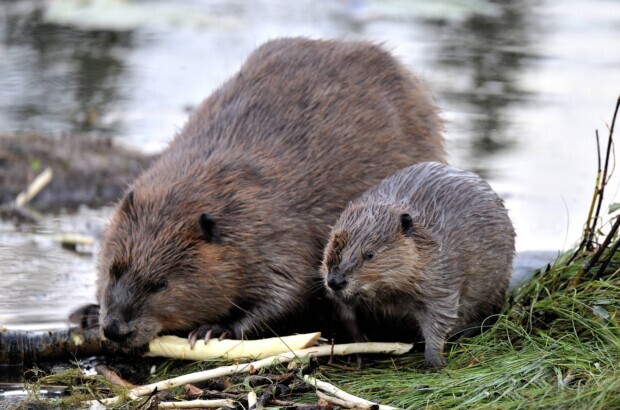 Wenn Biber schneller bauen als Behörden