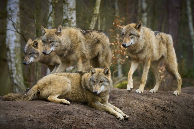 Die EU erleichtert den Abschuss von Wölfen