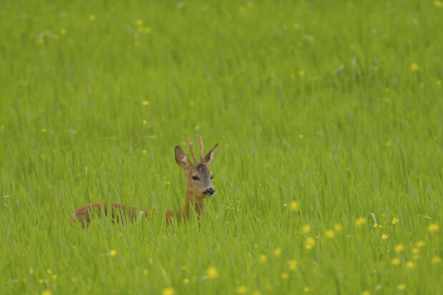 Wenn der Verfassungsschutz keinen Bock schießt