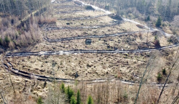 Windräder im Märchenwald: Industriezone mitten im Schutzgebiet