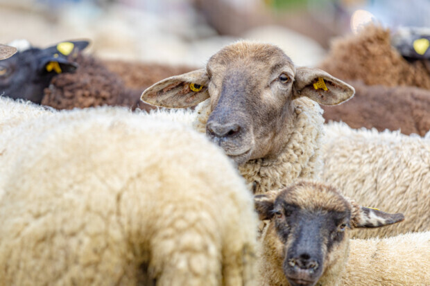 Schafdiebstähle rund um islamische Feiertage: Polizei und Schäfer alarmiert