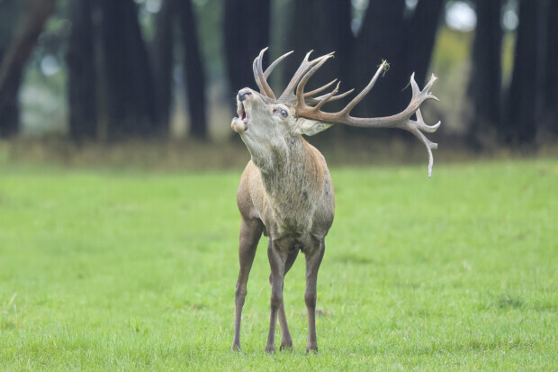 Wenn Hirsche einem Solarpark zum Opfer fallen