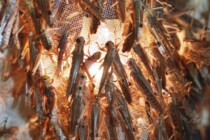 Größte Insektenfarm der EU muss schließen