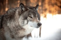Der Wolf darf geschossen werden – ein bisschen