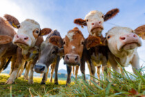 Klima-Plan der Regierung: Neue Kühe, die weniger flatulieren
