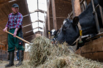 EU-Bürokratie bringt Bio-Bauern zu Betriebsaufgabe