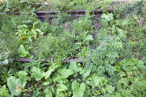 Bahn will die Welt retten – doch die Umwelt spielt nicht mit