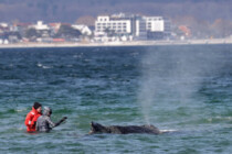 Timmy, der Wal, offenbart die Lage der Nation