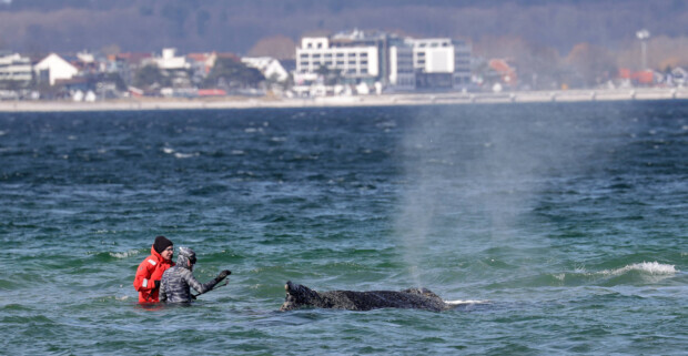 Timmy, der Wal, offenbart die Lage der Nation