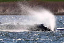 Timmy darf nicht sterben!