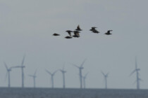 Keine Windräder in Nord- und Ostsee mehr?