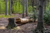 Bäume fällen für das Klima