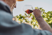 Wie man lernt, guten Wein zu trinken