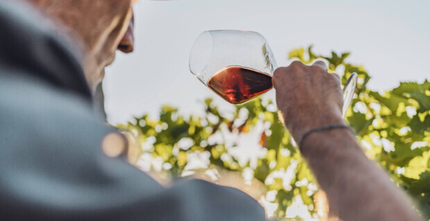 Wie man lernt, guten Wein zu trinken