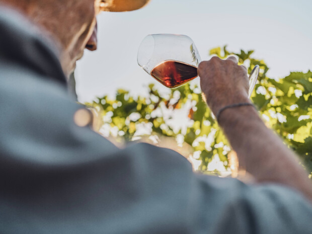 Wie man lernt, guten Wein zu trinken