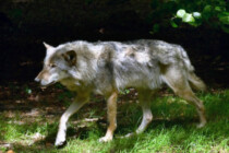 Wie Naturromantiker einen Wolf deradikalisieren wollen