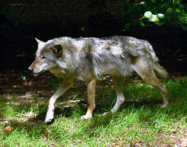 Wie Naturromantiker einen Wolf deradikalisieren wollen