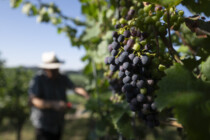 Winzer insolvent, weil er seine Kunden gegendert ansprach