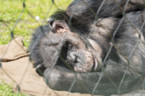 Berliner Zoo streicht den Affen die Bananen