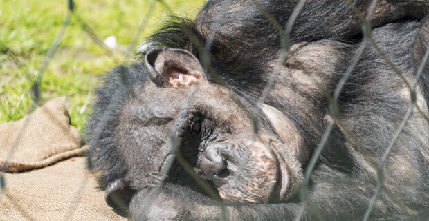 Berliner Zoo streicht den Affen die Bananen