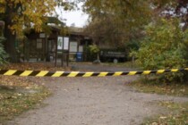 Wolf greift Mädchen an – Polizei ermittelt gegen Tierpflegerin